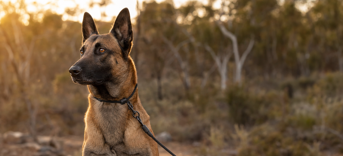 How to Choose the Right Lead for Your Dog: From the Family Pet to the Field-Ready Working Dog