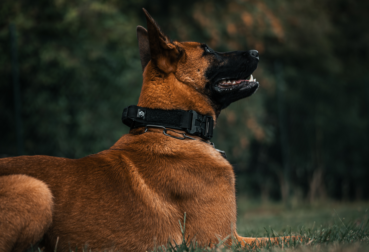 Tactical K9 collars with handles from EARTSCH and Origin K9
