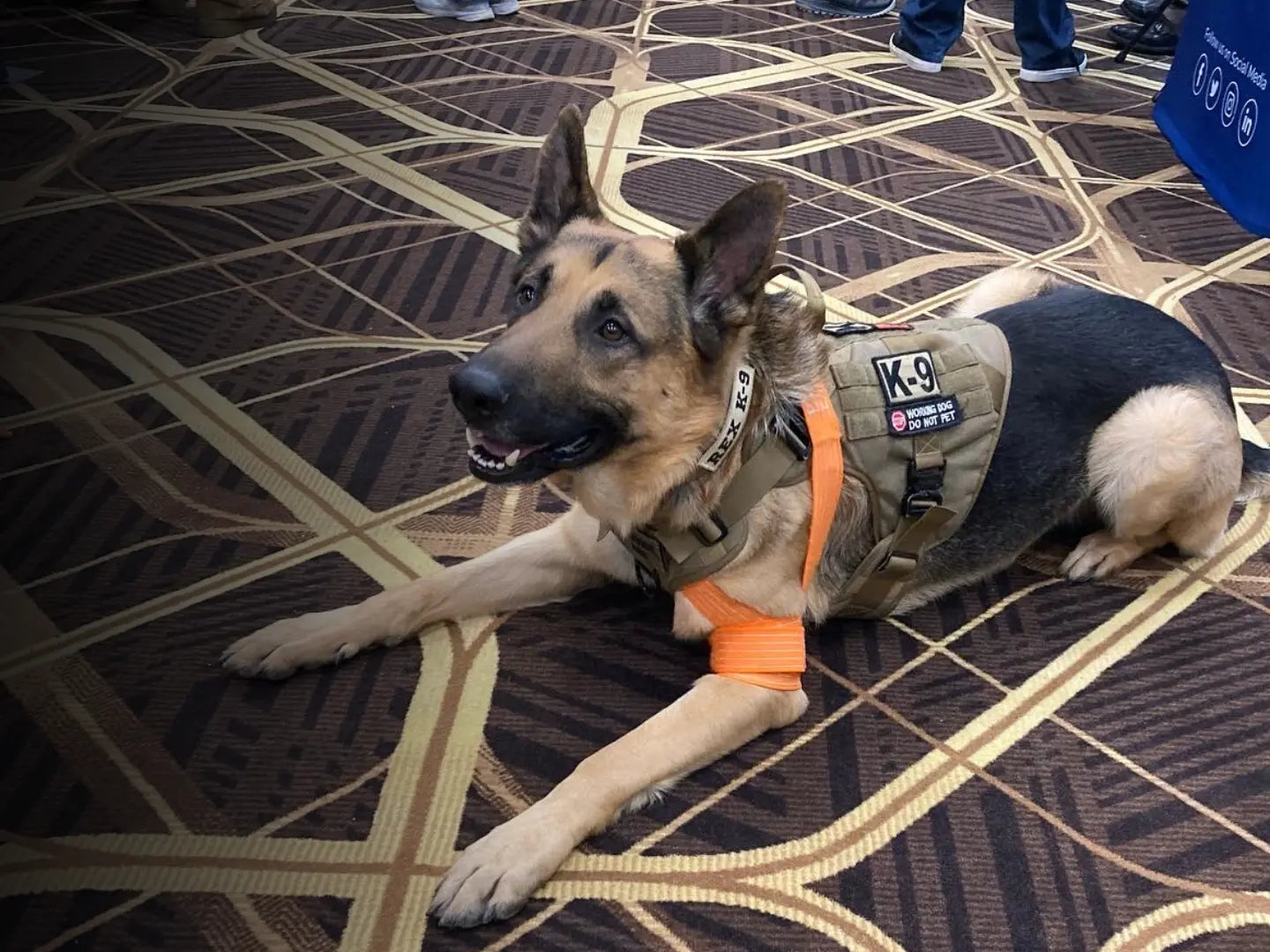 A german shepherd dog lying in a sphynx position with a tactical hardness and slishman pressure wrap emergency bandage applied to it's leg. on a patterned floor