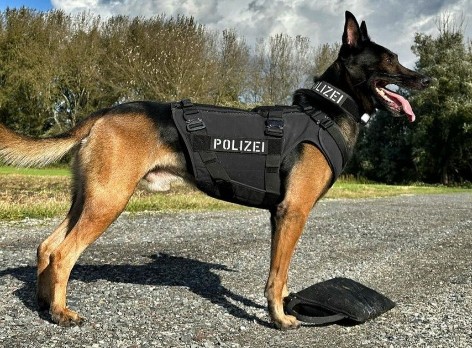 German Shepherd Police Dog Leash German Shepherd Dog Training