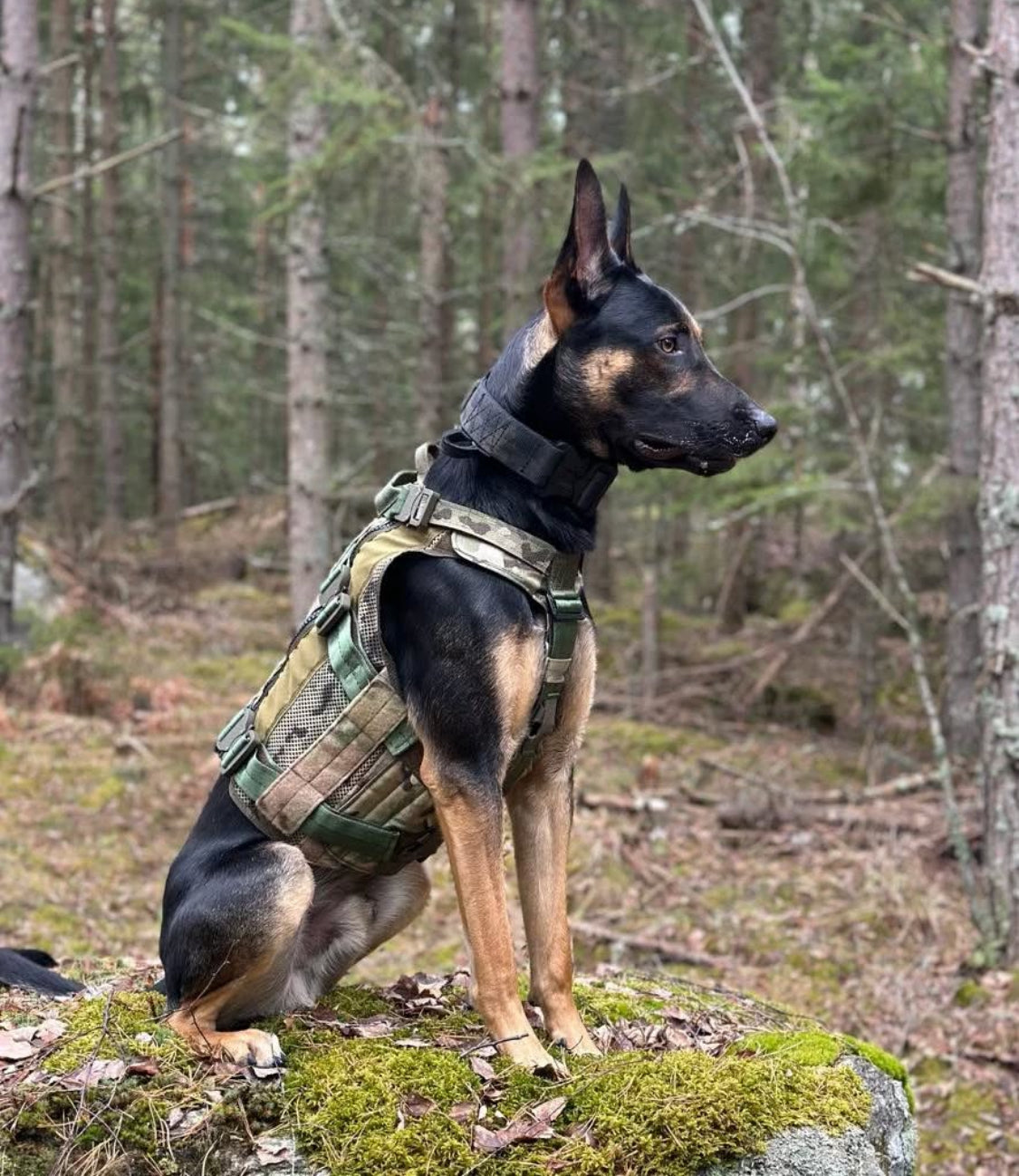 Harnesses & Collars