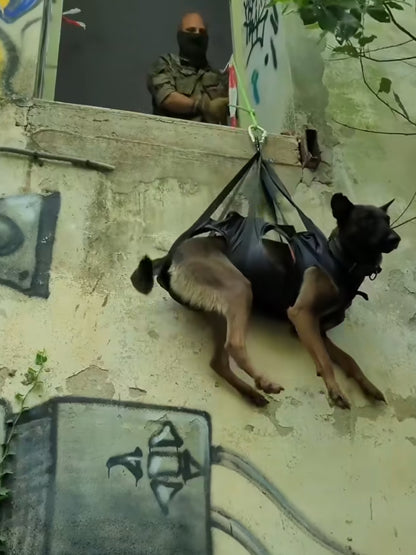 Dog in a harness hanging from a rope with a person in the background.