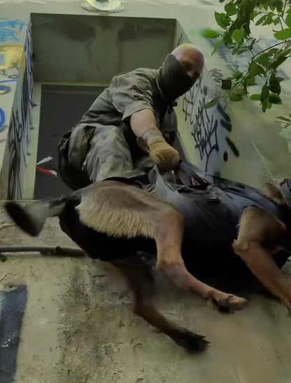 Person in military attire lifting a dog on a concrete surface with graffiti using a k9 litter.
