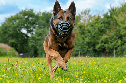 Baskerville ULTRA Muzzle